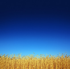 Image showing stems of the wheat