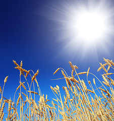 Image showing stems of the wheat under sky