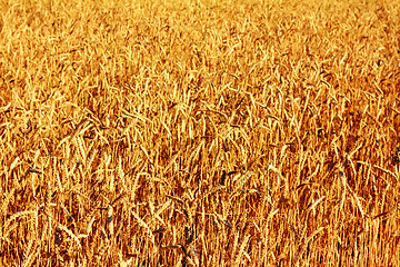 Image showing yellow field with ripe wheat