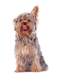 Image showing Yorkshire Terrier licking its nose