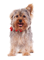 Image showing panting Yorkshire terrier