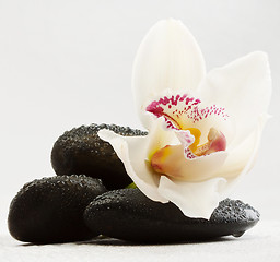 Image showing black stones and orchid 