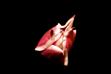 Image showing Isolated Tulip - Close up