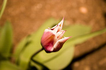 Image showing Tulip in the Garden