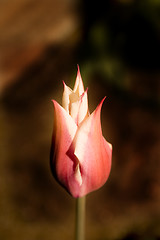 Image showing Tulip in the Garden