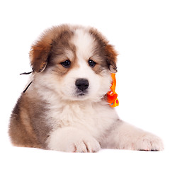 Image showing small furry puppy