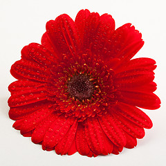 Image showing Red Gerber Daisy 