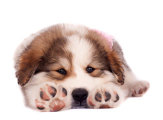 Image showing sleepy bucovinean sheperd puppy