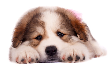 Image showing sleepy puppy