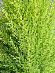 Image showing Plant texture