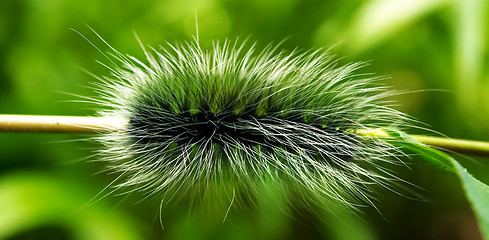 Image showing Giant shaggy caterpillar.