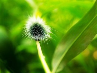 Image showing Giant shaggy caterpillar.