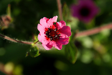 Image showing Pretty Pink Flower (Potentilla nepalensis)