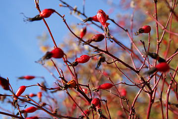 Image showing Wild Rose Berries Against Blue Sky