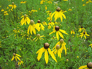 Image showing Yellow Flower