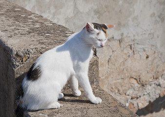 Image showing Wildcat Dubrovnik