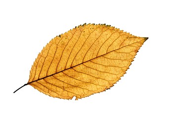 Image showing Leaf