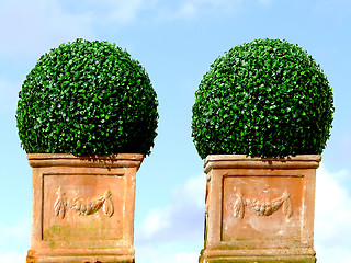 Image showing Two decoration trees