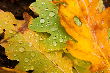 Image showing Leaves