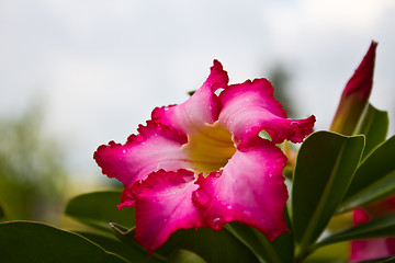 Image showing Desert rose