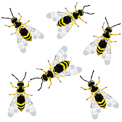 Image showing wasp