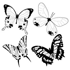 Image showing Butterflies