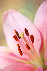 Image showing Vintage retro style pink Lilies