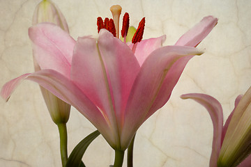 Image showing Vintage retro style pink Lilies