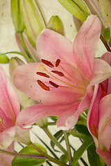 Image showing Vintage retro style pink Lilies