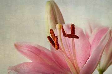 Image showing Vintage retro style pink Lilies