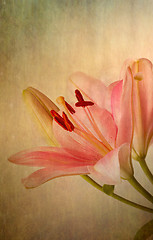 Image showing Vintage retro style pink Lilies