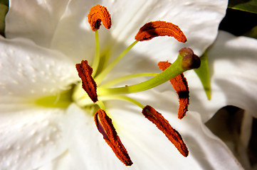 Image showing Flowers 76