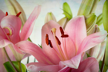 Image showing Vintage retro style pink Lilies