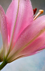 Image showing Vintage retro style pink Lilies