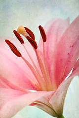 Image showing Vintage retro style pink Lilies