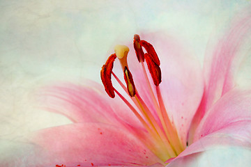 Image showing Vintage retro style pink Lilies