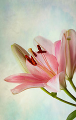 Image showing Vintage retro style pink Lilies