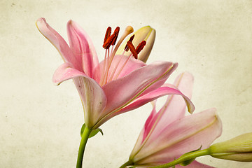 Image showing Vintage retro style pink Lilies