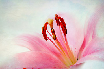 Image showing Vintage retro style pink Lilies