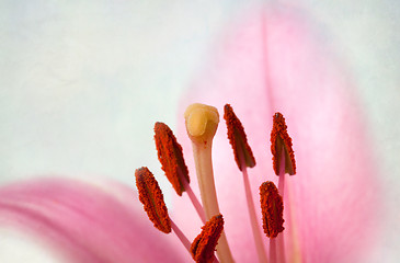 Image showing Vintage retro style pink Lilies