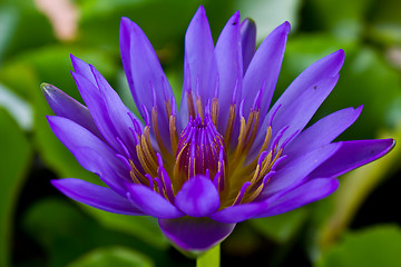 Image showing Lotus In Thailand 