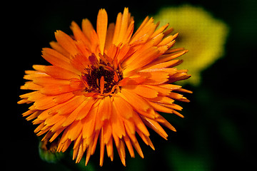 Image showing Calendula officinalis