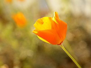 Image showing California Poppy