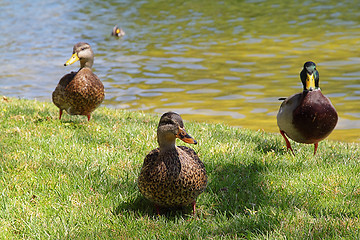 Image showing Three ducks near the pond