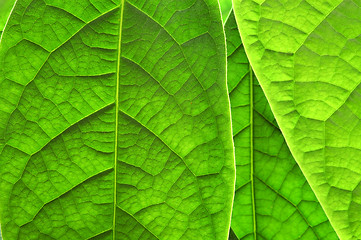 Image showing Green leaves background