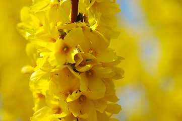 Image showing Forsythia