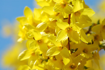 Image showing Forsythia