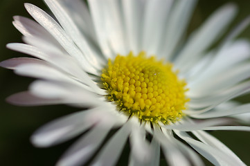 Image showing Daisy