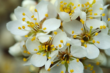 Image showing Cherry flowers