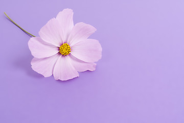 Image showing cosmea